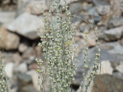 Artemisia frigida