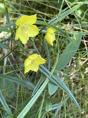 Lysimachia quadriflora