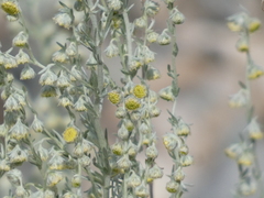 Artemisia frigida