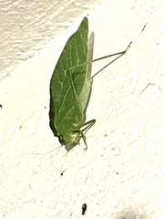 Microcentrum retinerve