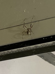 Larinioides sclopetarius