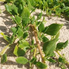 Tetragonia implexicoma