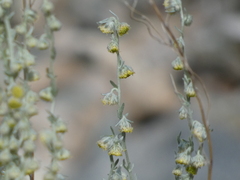 Artemisia frigida