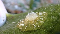 Bunodeopsis globulifera