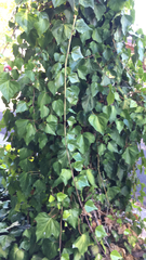 Hedera