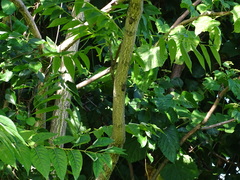 Lycorma delicatula