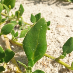 Tetragonia implexicoma