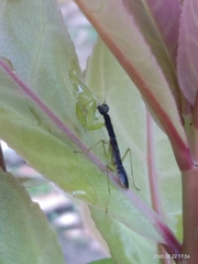 Odontomantis planiceps