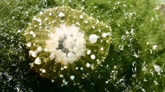 Bunodeopsis globulifera