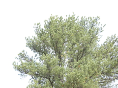 Pinus flexilis