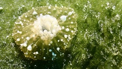 Bunodeopsis globulifera