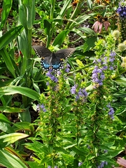 Papilio troilus