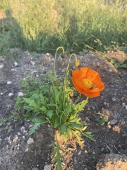 Papaver