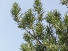 Pinus flexilis