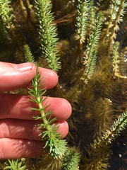 Hippuris vulgaris