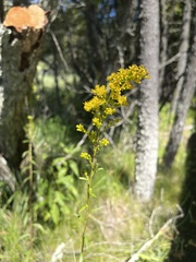 Solidago uliginosa
