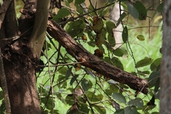 Lepidocolaptes angustirostris