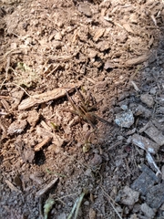 Tigrosa helluo