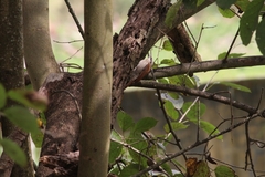 Lepidocolaptes angustirostris