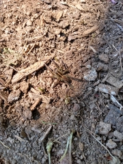 Tigrosa helluo