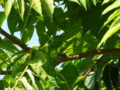 Lycorma delicatula
