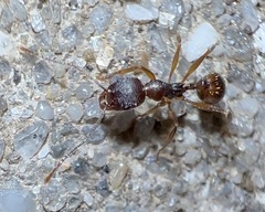 Aphaenogaster fulva