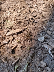 Tigrosa helluo