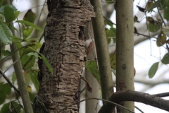 Lepidocolaptes angustirostris