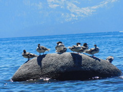 Mergus merganser americanus
