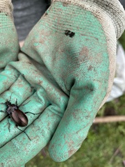 Carabus nemoralis
