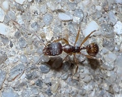 Aphaenogaster fulva