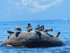 Mergus merganser americanus