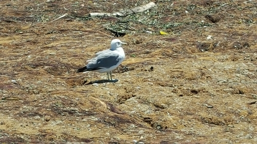 Larus californicus