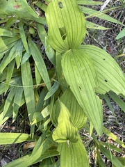 Cypripedium