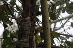 Lepidocolaptes angustirostris