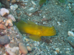 Cryptocentrus fasciatus