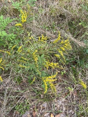 Solidago pinetorum