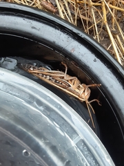 Schistocerca americana
