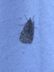 Eudonia heterosalis