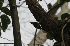 Lepidocolaptes angustirostris