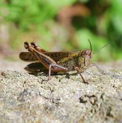 Shirakiacris shirakii