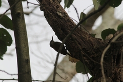 Lepidocolaptes angustirostris