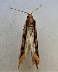 Pyrgotis plinthoglypta