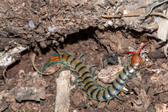 Scolopendra morsitans