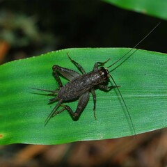 Gryllinae