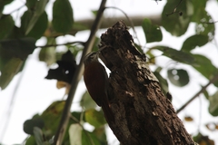 Lepidocolaptes angustirostris