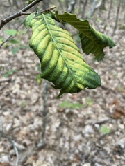 Litylenchus crenatae