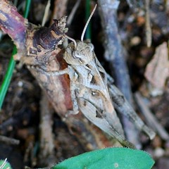 Oedaleus infernalis