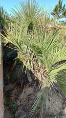 Butia catarinensis
