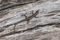 Cryptoblepharus pannosus